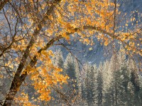 Yosemite, Fall, leaves, orange, pines, El Capitan meadow, Tom Jewett photo