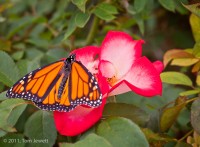 San Juan Capistrano, Mission, garden, orange, butterfly, rose, Tom Jewett, San Juan photo