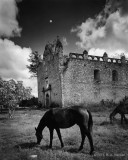 Horses and Church Ruin, Campeche