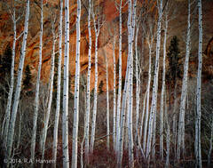 Betatikin Aspens, Navajo National Monume