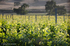 Landscape 11, Grape vines