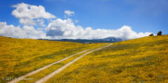 Landscape 7, Yellow road