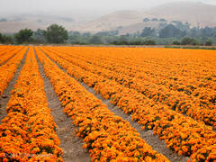 Landscape 8, Orange field