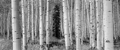 Maroon Bells Aspen