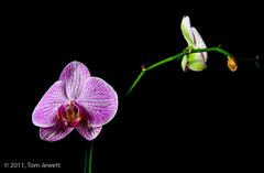 Still Life 15, Purple Cymbidium Orchid