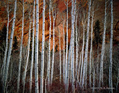 Betatikin Aspens