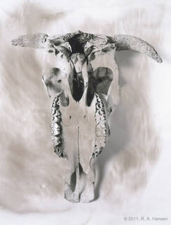 Skull #1