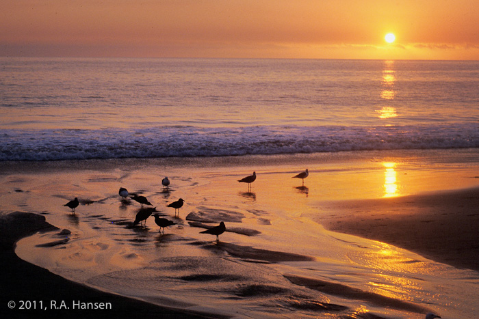 Main Beach with birds in the surf