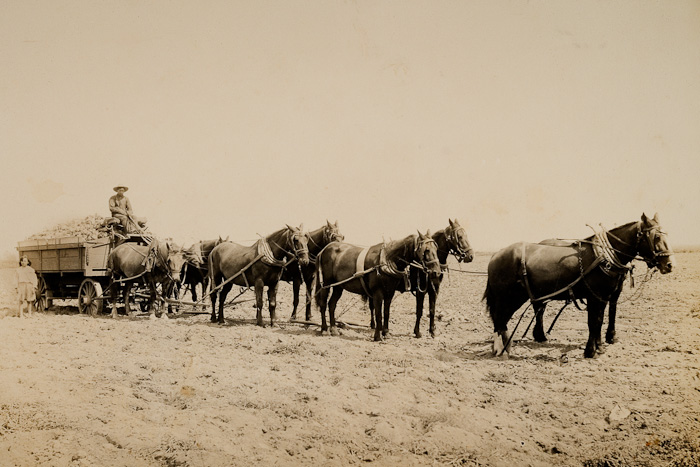 History 4 | Wagon train, Long Beach, 1890's | Robert Hansen Photography