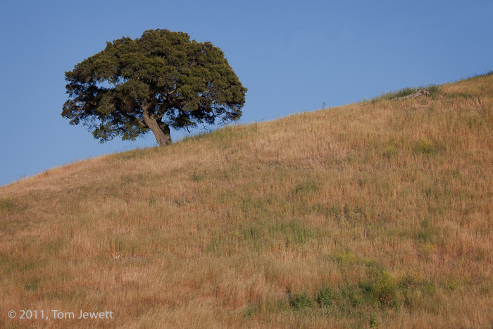This tree somehow manages to grow vertically on its sloping hillside. The brown grass beneath it typifies much of the year in...