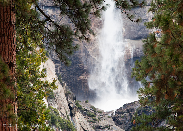 The waterfall is framed by pine trees in this view from the valley floor. Photo by Tom Jewett.