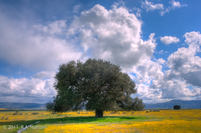 An ancient single oak is grounded with a yellow field, with a spectacular blue sky and clouds above and rolling hills in the...