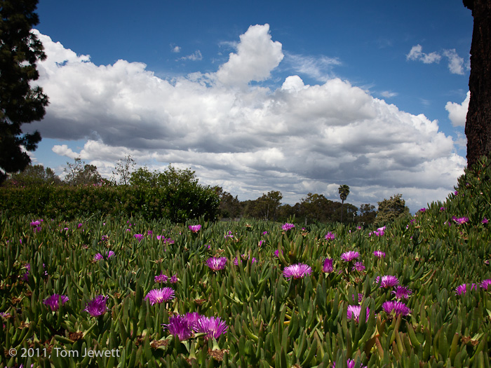 Purple flowers and trees frame a dramatic sky in this view from the entrance to the campus of California State University, Long...