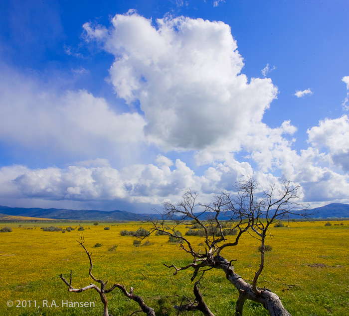 Branches in the foreground frame a yellow field, with spectacular clouds in the blue sky above and rolling hills in the background...