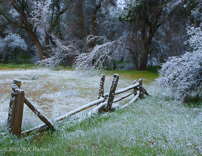 A rare early morning snow and frost cover the fence, grass, and trees in the background