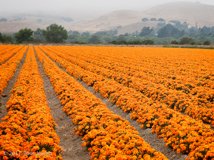 Acres of brilliant orange marigolds stand in contrast to the foggy hills in the background in a typical Lompoc Valley Spring...