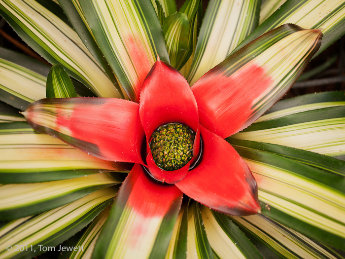 Red interior is surrounded by green and yellow leaves. Photo by Tom Jewett