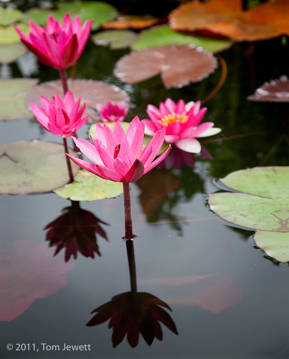 A pink water lily in the foreground of the fountain pond of Mission San Juan Capistrano. Photo by Tom Jewett&nbsp;