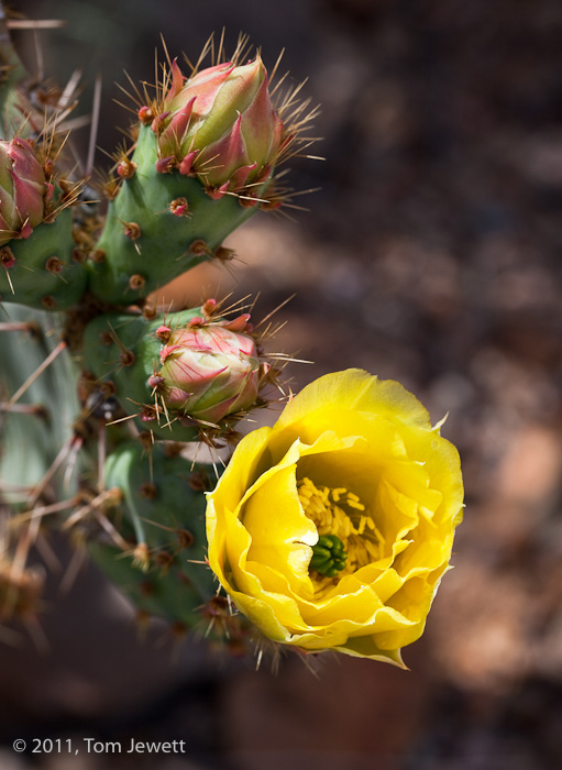 Opuntia englemannii, Englemann's Prickly Pear, in bloom with yellow flower. Photo by Tom Jewett