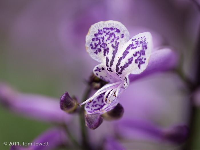 Plectanthus,&nbsp;1:1 macro view of the delicate purple flower. Photo by Tom Jewett